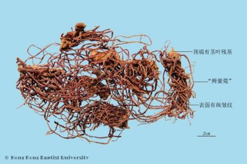 紫菀（Ziwan）中药材鉴别照片