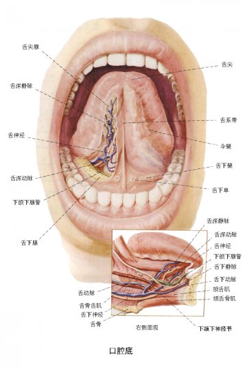 口腔底