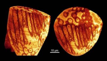 澳发现距今1700万年精子：体积大保存极完好