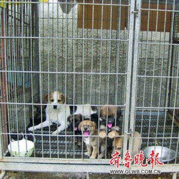 疯狗菜市发狂咬伤多人 民警用催泪瓦斯将其制服