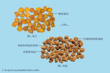 延胡索（Yanhusuo）中药材鉴别相册