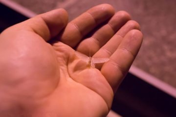 匈牙利数百万飞虫弥漫似恐怖片
