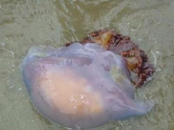 军医提醒：去海边玩耍当心海蜇