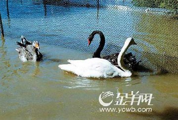 3只不同种类天鹅谈起三角恋