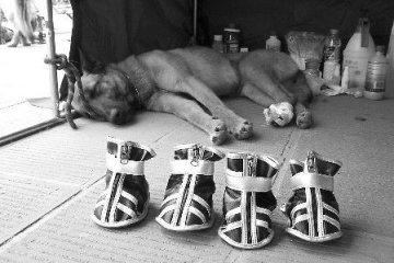 山东搜救犬累坏了