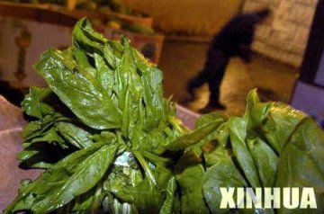 美国加州大肠杆菌可能已污染生菜