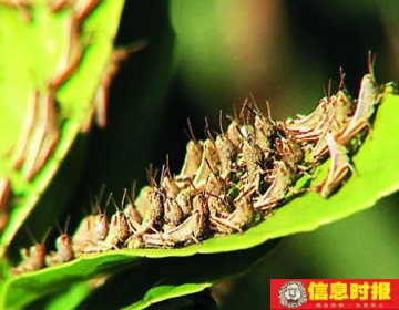 东莞荔枝园现大量蝗虫 密集处每立方上万只