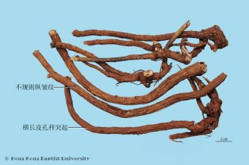 山豆根（Shandougen）中药材鉴别照片