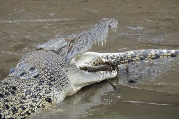 观测发现冷血澳洲淡水鳄鱼存在噬食同类现象