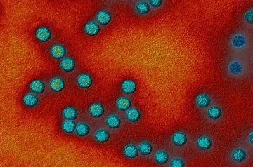 日本教授造超级病毒 罕见病毒彩照的“危险之美”