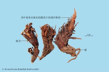 甘松（Gansong）中药材鉴别照片