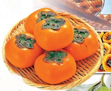 秋柿子甘寒养肺润肠祛燥 柿叶茶柿饼鸡汤营养多