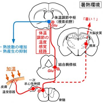 日本发现老鼠调节体温的神经路线