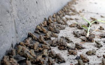 大量小蟾蜍横穿马路 专家称属正常迁徙