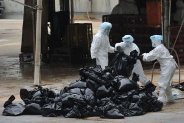 香港禽流感扑杀1.7万只家禽