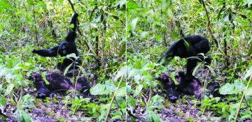 《当代生物学》：黑猩猩为地盘对同类痛下杀手