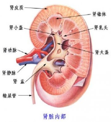 冬季养生指南：肾脏为何冬天更该注意保护？