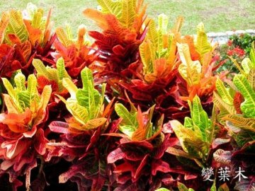 生活中隐藏的致癌植物