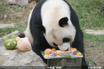 在澳大熊猫及亚洲黑熊品尝健康月饼渡中秋