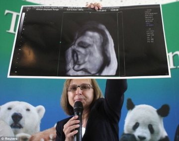奥地利首次用冷冻精子培育出大象胎儿