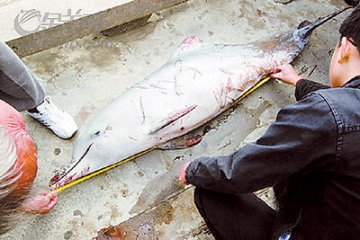 少年中华白海豚受重伤死亡 将被制成标本