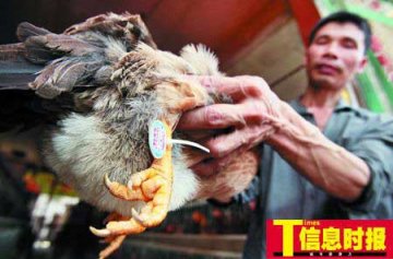 钟南山称高致病性禽流感进入高发期