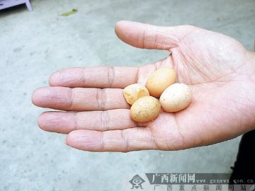 母鸡连生4个鸡蛋都如鹌鹑蛋般大小