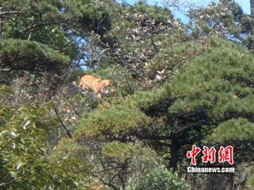 江西三清山拍到似老虎动物 专家称像华南虎