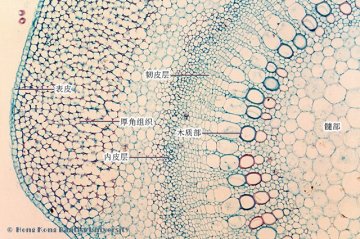 益母草（Yimucao）中药材横切面显微鉴别照片