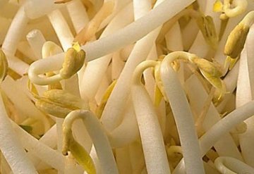 饮食禁忌：13种食物比砒霜还毒