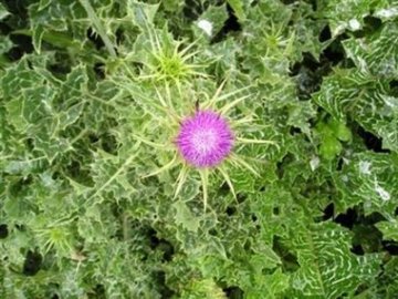 研究发现草药水飞蓟素有助于控制Ⅱ型糖尿病