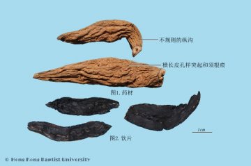 玄参（Xuanshen）中药材鉴别相册