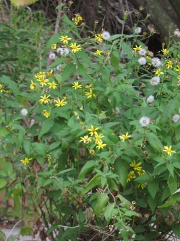 养生：精神调摄是重要环节