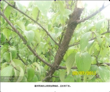 久旱之后山茱萸--伏牛山区见闻（多
