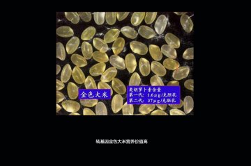 如何分辨转基因食品