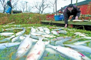 工厂排污导致鱼塘内上千公斤鱼虾死亡