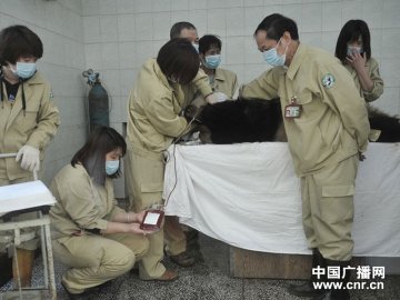 抽取的约420毫升的熊猫血液将在两个月内用作同类输血试验