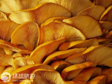 6道鲜为人知的“索命”美食