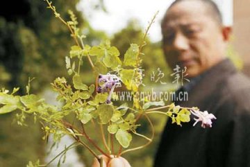 重庆南山发现万株剧毒断肠草误食可致死