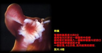 两性探索：热辐摄影记录人类性爱全过程
