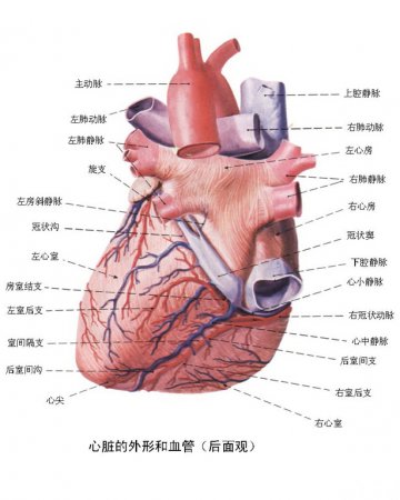 心脏的外形与血管（后面观）