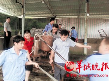 猪老板丧尽天良 竟用加压机疯狂给猪灌料增重