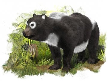 中国大熊猫起源于欧洲？