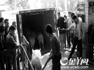 白云区检出90头瘦肉精生猪 警方已立案调查