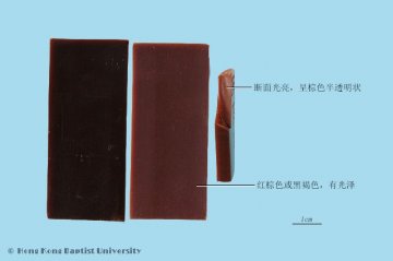 阿胶（Ejiao）中药材鉴别照片