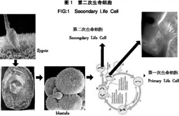 人类生命细胞再生物质的发现与研究