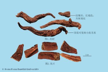 红大戟（Hongdaji）中药材鉴别照片