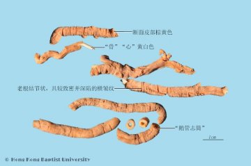 远志（Yuanzhi）中药材鉴别相册