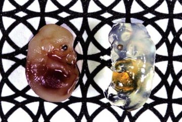 日本科学家研制特殊试剂让生物体变透明