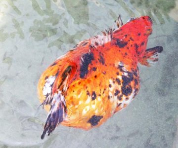 奇异小鱼腰围达到30多厘米